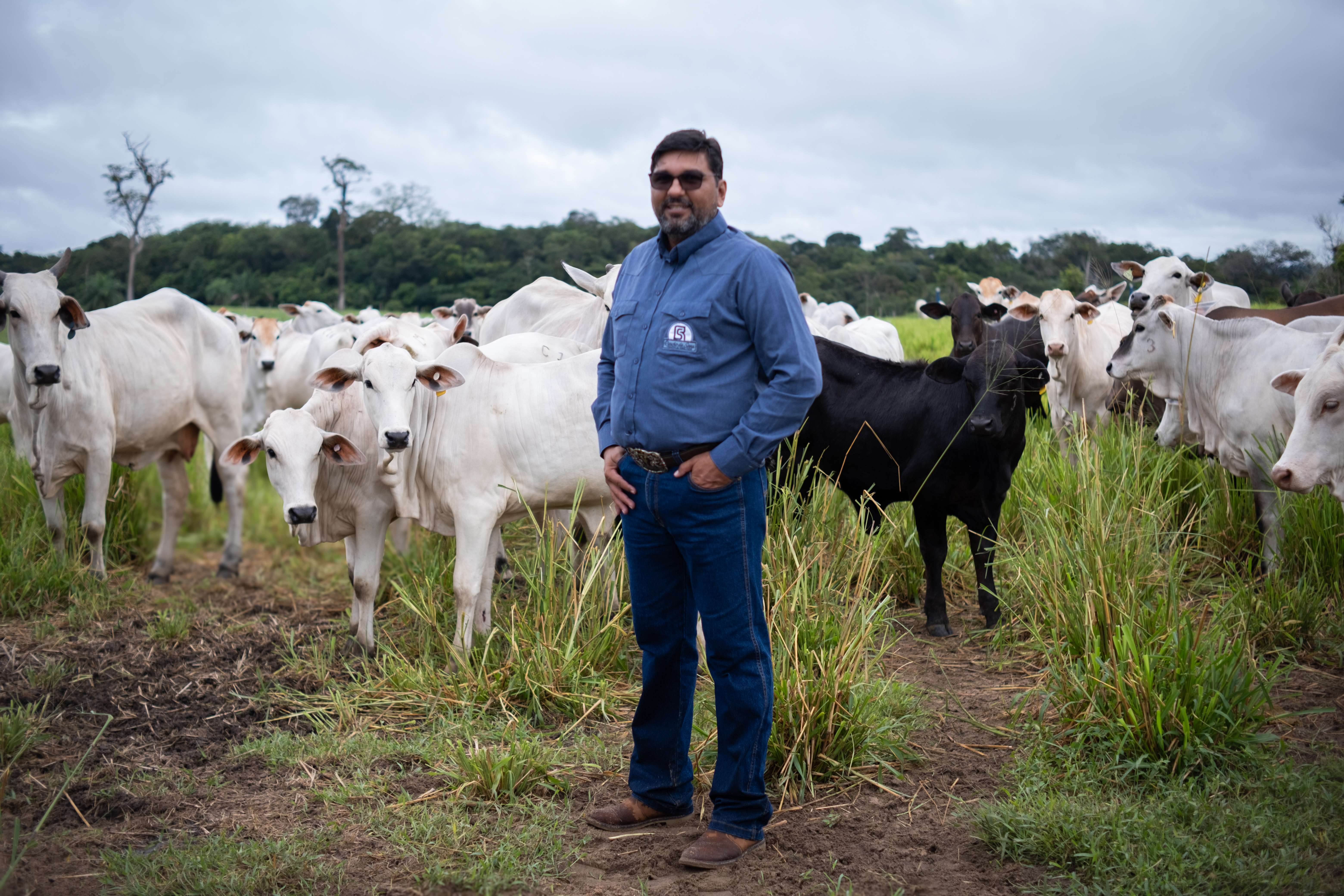 Fighting deforestation: Amazon ranchers optimise cattle farming to protect the forest